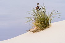Soaptree yucca (Yucca elata) on the gypsum sand dunes at White Sands National Park, New Mexico, USA. January.
