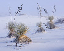 Frost on soaptree yuccas (Yucca elata) and winter morning fog, in the gypsum sand dunes of White Sands National Park, New Mexico, USA. January.