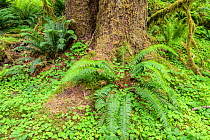 Sword ferns (Polystichum munitum) at the base of Sitka spruce (Picea sitchensis) with Oregon oxalis ground cover (Oxalis oregana). Hoh Rainforest, Olympic National Park, Washington, USA, June.