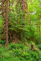 Moss-covered Sitka spruce (Picea sitchensis) and sword fern (Polystichum munitum) in the Hoh Rain Forest, Olympic National Park, Washington, USA, June.