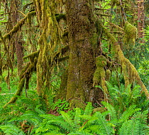 Moss-covered Sitka spruce (Picea sitchensis) and sword fern (Polystichum munitum) in the Hoh Rain Forest, Olympic National Park, Washington, USA, June.