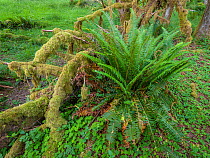 Sword ferns (Polystichum munitum) in a red alder (Alnus rubra) grove. Hoh Rainforest, Olympic National Park, Washington, USA, June.