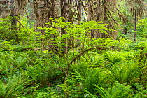 A young bigleaf maple (Acer macrophyllum) amidst sword ferns (Polystichum munitum) and moss covered Sitka spruce (Picea sitchensis). Hoh Rainforest, Olympic National Park, Washington, USA, June.