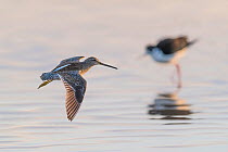 Long-billed Dowitcher (Limnodromus scolopaceus) in flight, with black-necked stilt in background. Gilbert Water Ranch, Arizona, USA. January.