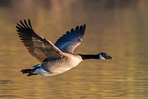 Canada Goose (Branta canadensis) in flight. Gilbert Water Ranch, Arizona, USA. January.