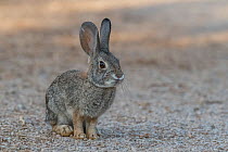 Desert cottontail rabbit (Sylvilagus audubonii), Gilbert Water Ranch, Arizona, USA. January.