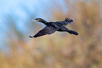 Neotropic cormorant (Phalacrocorax brasilianus) in flight. Gilbert Water Ranch, Arizona, USA. January.