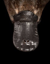 Platypus (Ornithorhynchus anatinus) bill, close up. Controlled conditions, platypus anaesthetised as part of Platypus Conservation Initiative, University of New South Wales research project. Darmouth,...