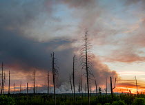 Dead trees and smoke plume of forest fire in distance, fire started by lightning strike. Near North Rim of Grand Canyon National Park, Kaibab National Forest, Arizona, USA. 2019.