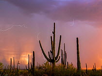 Saguaro cacti (Carnegia gigantea) at sunset, during a summer rain storm. Saguaro National Park, Sonoran Desert, Arizona, USA, August. Digital composite.
