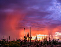Saguaro cacti (Carnegia gigantea) at sunset, during a summer rain storm. Saguaro National Park, Sonoran Desert, Arizona, USA, August.