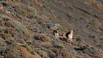Female Puma (Puma concolor) with two cubs aged around four months, Torres del Paine National Park, Patagonia, Chile, July.