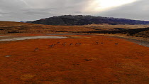 Aerial shot over a herd of Guanacos (Lama guanicoe), Torres del Paine National Park, Patagonia, Chile, April.