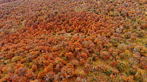 Aerial shot over a forest of Southern beech trees (Nothofagus) in autumn, Torres del Paine National Park, Patagonia, Chile, April, 2018.