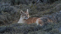 Juvenile Puma (Puma concolor) resting, Torres del Paine National Park, Patagonia, Chile, August.