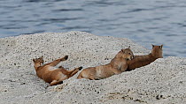 Female Puma (Puma concolor) with two cubs resting on rock, Torres del Paine National Park, Patagonia, Chile, August.