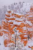 Bryce Canyon National Park after winter snow storms caused heavy frost and snow to cover conifer trees. Bryce Canyon National Park, Utah, USA, January.