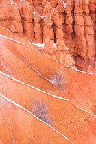 Silent City section, with ridges lined with new fallen snow creating a diagonal. Bryce Canyon National Park, USA, January.