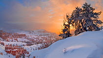 Sunrise after snow storm with distant hoodoos and spires in fog. Bryce Canyon National Park, Utah, USA, January.