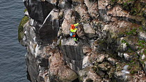 Man being lowered down cliff to collect seabird eggs, including those of Common guillemots (Uria aalge), Skoruvikurbjarg cliffs, Langanes Peninsula, Iceland, May.