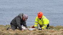 Men sorting seabird eggs, including those of Common guillemots (Uria aalge) into egg boxes, Skoruvikurbjarg cliffs, Langanes Peninsula, Iceland, May.