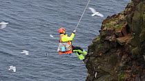 Man being raised up a cliff after collecting seabird eggs, including those of Common guillemots (Uria aalge), Skoruvikurbjarg cliffs, Langanes Peninsula, Iceland, May.