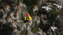 Man being lowered down a cliff to collect seabird eggs, including those of Common guillemots (Uria aalge). Skoruvikurbjarg cliffs, Langanes Peninsula, Iceland, May.