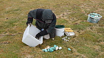 Man gathering harvested seabird eggs, including those of Common guillemots (Uria aalge) into a box, Skoruvikurbjarg cliffs, Langanes Peninsula, Iceland, May.