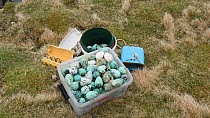Box of harvested seabird eggs, including those of Common guillemots (Uria aalge), Skoruvikurbjarg cliffs, Langanes Peninsula, Iceland, May.