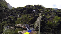 Man being lowered down a cliff to collect seabird eggs, including those of Common guillemots (Uria aalge). Camera attached to helmet, Skoruvikurbjarg cliffs, Langanes Peninsula, Iceland, May.