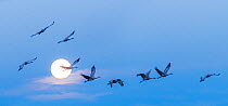 Sandhill cranes (Antigone canadensis) taking off and flying past a full &#39;super-moon&#39; en route to feeding in neighboring fields. Bosque del Apache National Wildlife Refuge, New Mexico, USA, Jan...