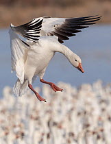 Snow goose (Chen caerulescens) landing into flock, Bosque del Apache National Wildlife Refuge, New Mexico, USA, January.