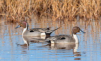 Pintail ducks (Anas acuta) in the marshes at dawn, Whitewater Draw, Arizona, USA, January.