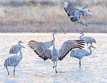 Sandhill cranes (Antigone canadensis) arriving at their roost pond in sunset light. Bosque del Apache National Wildlife Refuge, New Mexico, USA, January.