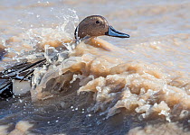 Pintail duck (Anas acuta) on waves during winter storm, Bosque del Apache National Wildlife Refuge, New Mexico, USA, January.