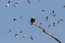 Bald eagle (Haliaeetus leucocephalus) perched as Snow geese (Chen caerulescens) fly by, Bosque del Apache National Wildlife Refuge, New Mexico, USA, January.
