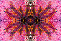 Kaleidoscopic image of crinoid or feather star on gorgonian. Indonesia.