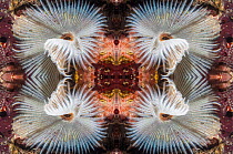 Kaleidoscopic image of Indian fan worm (Sabellastarte indica), Mabul, Malaysia.