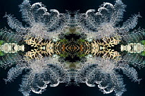 Kaleidoscopic image of Basket star (Astroboa nuda) commonly found at night with its rays fully extended into areas of current. It removes plankton from the water column by filter feeding. During the d...