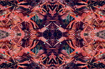 Kaleidoscopic image of Hingebeak shrimp (Rhynchocinetes durbanensis). Bali, Indonesia.