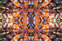 Kaleidoscopic image of Fire urchin (Asthenosoma varium). This sea urchin has venomous spines and is able to inflict painful stings. Komodo National Park, Indonesia.
