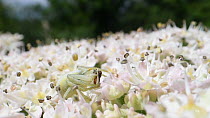 Juvenile Goldenrod spider (Misumena vatia) camouflaged on a Common hogweed (Heracleum sphondylium) flowerhead, feeding on a small fly (Muscidae) it has caught, Wiltshire, England, UK, June.