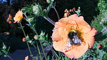 Early bumblebee (Bombus pratorum) nectaring on a Geum flower (Geum coccineum borisii) in a garden, Wiltshire, England, UK, June.