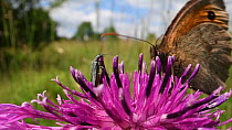 Female Thick-legged flower beetle (Oedemera nobilis) and a Meadow brown butterfly (Maniola jurtina) nectaring on a Greater knapweed flower (Centaurea scabiosa) in a chalk grassland meadow, Wiltshire,...
