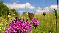 Female Thick-legged flower beetle (Oedemera nobilis) and a Meadow brown butterfly (Maniola jurtina) nectaring on Greater knapweed flowers (Centaurea scabiosa) in a chalk grassland meadow, Wiltshire, E...