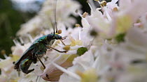 Male Thick-legged flower beetle (Oedemera nobilis), with a Pyramidal orchid (Anacamptis pyramidalis) pollinium attached to its head, nectaring on Common hogweed flowers (Heracleum sphondylium), Wiltsh...
