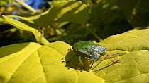 Green shield bug (Palomena prasina) positioning itself to sun on Philadelphus leaves in a garden, Wiltshire, England, UK, April.