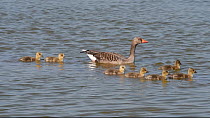 Pair of Greylag geese (Anser anser) and chicks swimming in a line to emerge from a lake, Gloucestershire, England, UK, April.