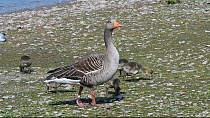 Greylag goose (Anser anser) family walking and grazing on the margin of a lake, Gloucestershire, England, UK, April.