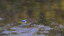 Grey wagtail (Motacilla cinerea) catching flies and calling on the margins of a lake, Somerset, England, UK, May.